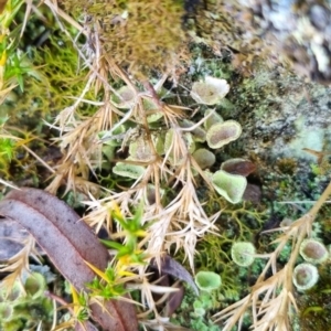 Cladonia sp. (genus) at QPRC LGA - suppressed