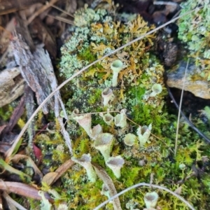 Cladonia sp. (genus) at QPRC LGA - suppressed