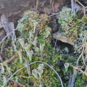 Cladonia sp. (genus) at QPRC LGA - suppressed