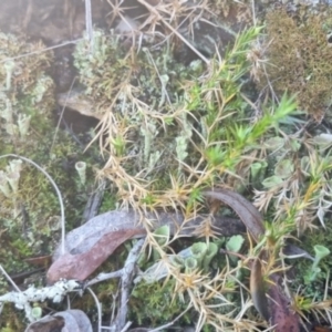 Cladonia sp. (genus) at QPRC LGA - suppressed