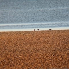 Haematopus fuliginosus (Sooty Oystercatcher) at Whyalla, SA - 29 May 2024 by Darcy