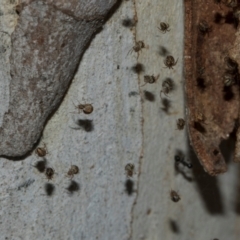 Cryptachaea veruculata (Diamondback comb-footed spider) at Turner, ACT - 22 May 2024 by AlisonMilton