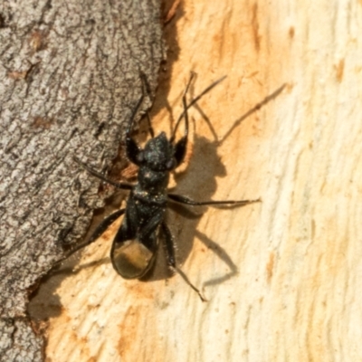 Daerlac nigricans (Ant Mimicking Seedbug) at Acton, ACT - 22 May 2024 by AlisonMilton