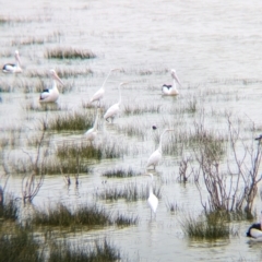 Ardea alba (Great Egret) at Menindee, NSW - 30 May 2024 by Darcy