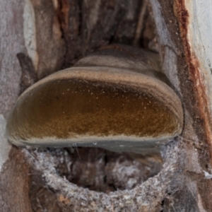 zz Polypore (shelf/hoof-like) at Hawker, ACT - 27 Mar 2024 12:56 PM