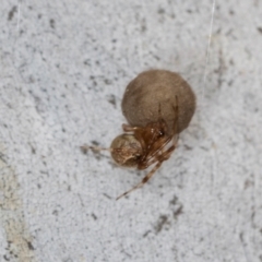 Cryptachaea gigantipes (White porch spider) at Hawker, ACT - 27 Mar 2024 by AlisonMilton