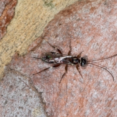 Unverified Parasitic wasp (numerous families) at Hawker, ACT - 27 Mar 2024 by AlisonMilton