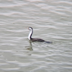 Phalacrocorax varius (Pied Cormorant) at Menindee, NSW - 30 May 2024 by Darcy