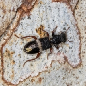 Lemidia accincta at Hawker, ACT - 27 Mar 2024 12:54 PM