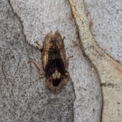 Stenocotis depressa (Leafhopper) at Hawker, ACT - 27 Mar 2024 by AlisonMilton