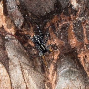 Nyssus coloripes at Hawker, ACT - 27 Mar 2024 01:03 PM