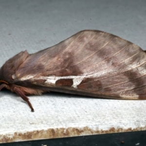 Oxycanus dirempta at Rosedale, NSW - 6 Jun 2024 11:11 PM