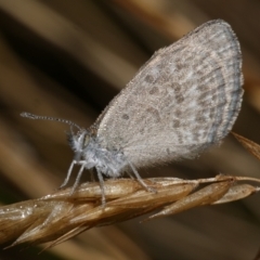 Zizina otis (Common Grass-Blue) at WendyM's farm at Freshwater Ck. - 9 Feb 2023 by WendyEM