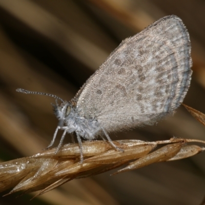 Zizina otis (Common Grass-Blue) at WendyM's farm at Freshwater Ck. - 9 Feb 2023 by WendyEM