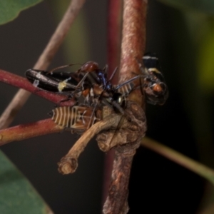 Iridomyrmex purpureus at Hawker, ACT - 27 Mar 2024