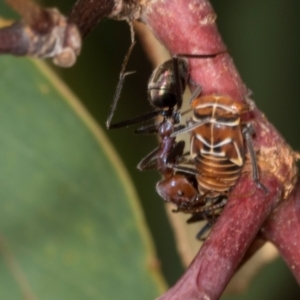 Iridomyrmex purpureus at Hawker, ACT - 27 Mar 2024