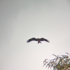 Milvus migrans (Black Kite) at Sunset Strip, NSW - 30 May 2024 by Darcy