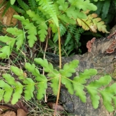 Histiopteris incisa (Bat's-Wing Fern) at Monga National Park - 30 May 2024 by clarehoneydove