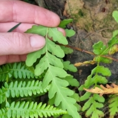 Histiopteris incisa at Monga National Park - suppressed