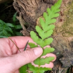 Histiopteris incisa at Monga National Park - suppressed