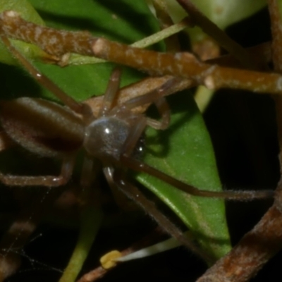 Cheiracanthium sp. (genus) at WendyM's farm at Freshwater Ck. - 9 Feb 2023 by WendyEM