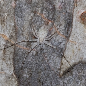 Tamopsis eucalypti at Higgins Woodland - 1 Apr 2024