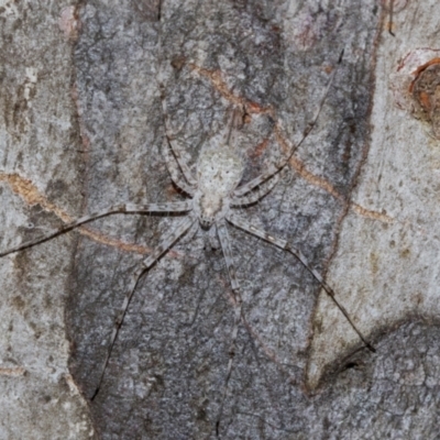 Tamopsis eucalypti (A two-tailed spider) at Higgins Woodland - 1 Apr 2024 by AlisonMilton