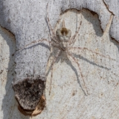 Tamopsis sp. (genus) (Two-tailed spider) at Higgins Woodland - 1 Apr 2024 by AlisonMilton