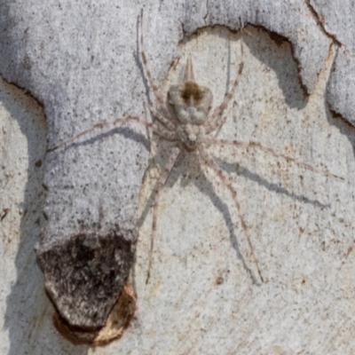 Tamopsis sp. (genus) (Two-tailed spider) at Higgins Woodland - 1 Apr 2024 by AlisonMilton