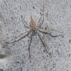 Tamopsis sp. (genus) (Two-tailed spider) at Higgins Woodland - 1 Apr 2024 by AlisonMilton