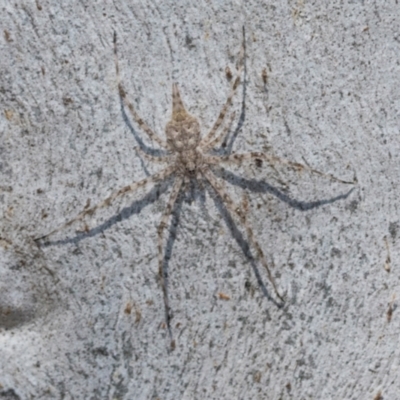 Tamopsis sp. (genus) (Two-tailed spider) at Higgins Woodland - 1 Apr 2024 by AlisonMilton