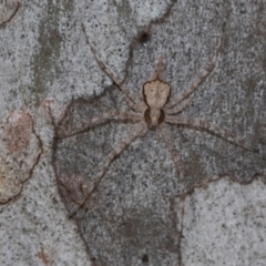 Tamopsis sp. (genus) (Two-tailed spider) at Higgins Woodland - 1 Apr 2024 by AlisonMilton