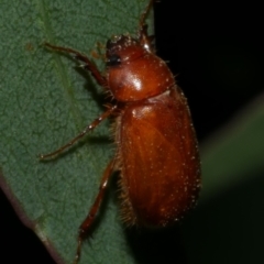 Colpochila sp. at WendyM's farm at Freshwater Ck. - 9 Feb 2023 by WendyEM