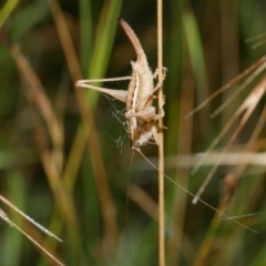 Conocephalus sp. (genus) at WendyM's farm at Freshwater Ck. - 9 Feb 2023 by WendyEM