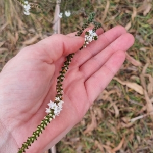 Epacris microphylla at Monga National Park - 30 May 2024 03:01 PM