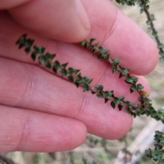 Epacris microphylla at Monga National Park - 30 May 2024 03:01 PM