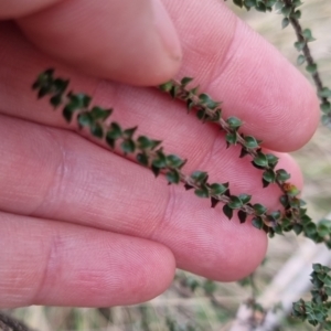 Epacris microphylla at Monga National Park - 30 May 2024 03:01 PM