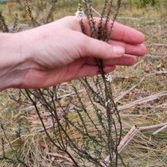 Epacris microphylla at Monga National Park - 30 May 2024 03:01 PM