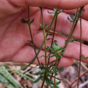 Tetratheca thymifolia at Monga National Park - 30 May 2024 04:04 PM