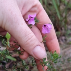 Tetratheca thymifolia at Monga National Park - 30 May 2024 04:04 PM