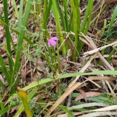 Tetratheca thymifolia at Monga National Park - 30 May 2024 04:04 PM