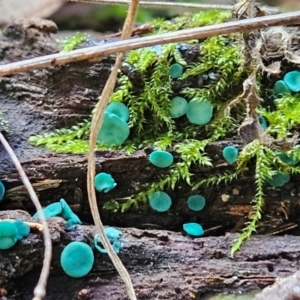 Chlorociboria at Gundaroo, NSW - suppressed