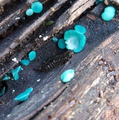 Chlorociboria at Gundaroo, NSW - suppressed