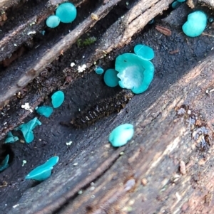 Chlorociboria at Gundaroo, NSW - suppressed