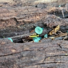 Chlorociboria at Gundaroo, NSW - suppressed
