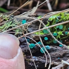 Chlorociboria at Gundaroo, NSW - suppressed