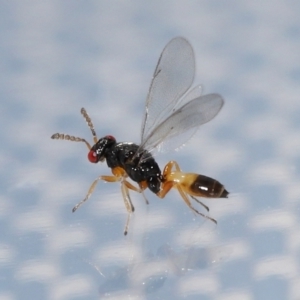 Eulophidae (family) at Lawson, ACT - suppressed