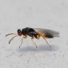 Eulophidae (family) at Lawson, ACT - suppressed