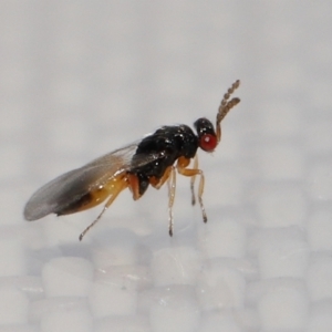 Eulophidae (family) at Lawson, ACT - suppressed