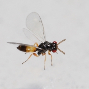 Eulophidae (family) at Lawson, ACT - suppressed